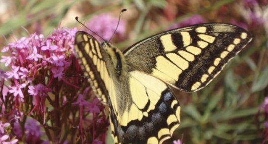 Machaon