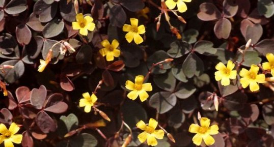 Oxalis jaune...