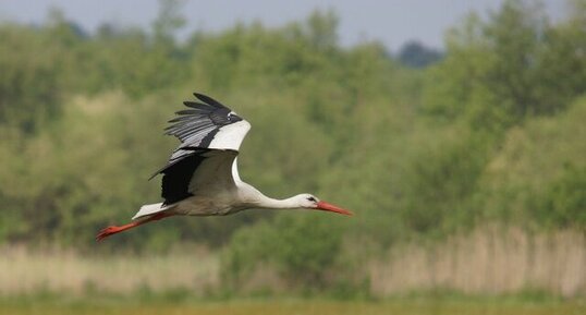 Cigogne blanche