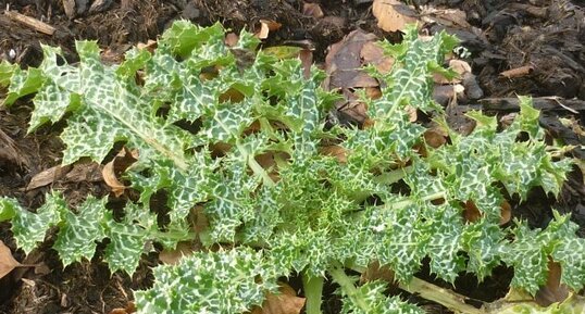 Chardon Marie (silybum marianum)