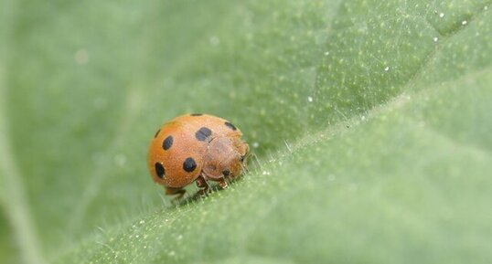 Coccinelle de la Bryone - Epilachna argus