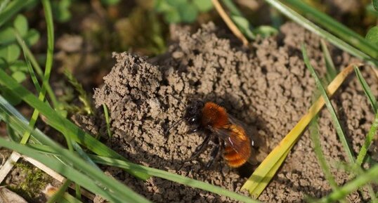 Andrena fulva