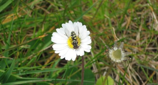 Insecte sur une pâquerette