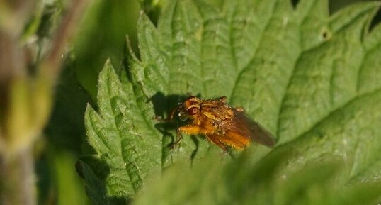 Diptère orange