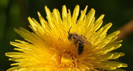 Andrena sp.