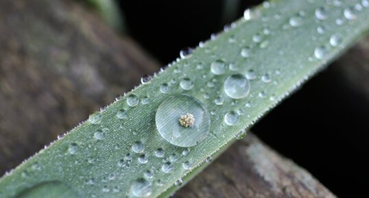 Grain de pollen ?