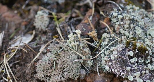 Lichens