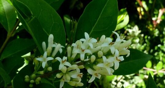 Troène. (Ligustrum )