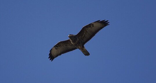 Buse variable