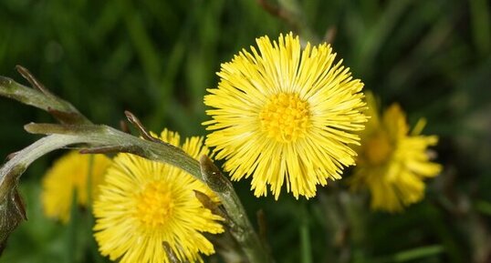 Fleur de Tussilage