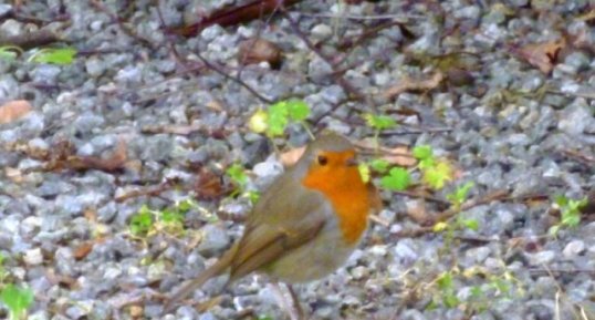 Rouge gorge familier