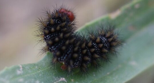 Chenille de la Mélitée du Plantain