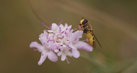 Syrphidé