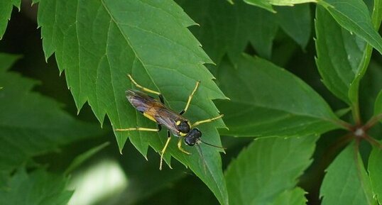 Tenthrèdo campestris - sous réserve