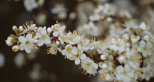 Fleurs d'aubépine