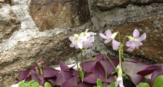 Oxalis triangularis