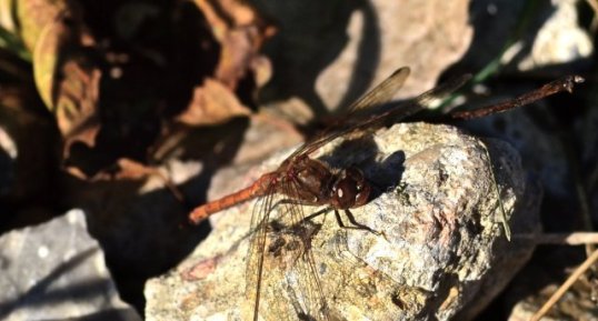 Le Sympetrum strié