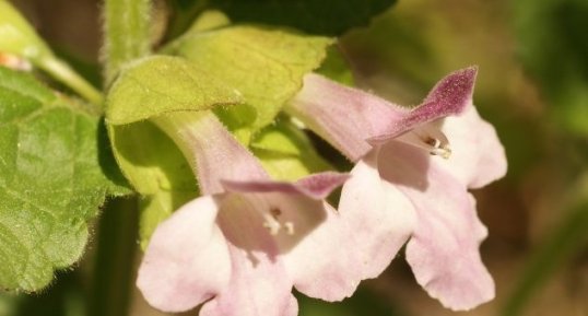 Mélitte à feuilles de mélisse