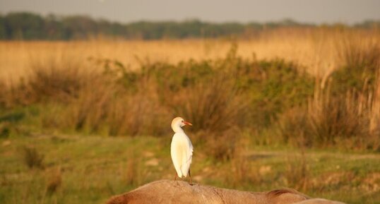 Héron garde-boeufs - Bubulcus ibis