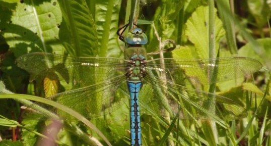 Anax empereur mâle Anax imperator