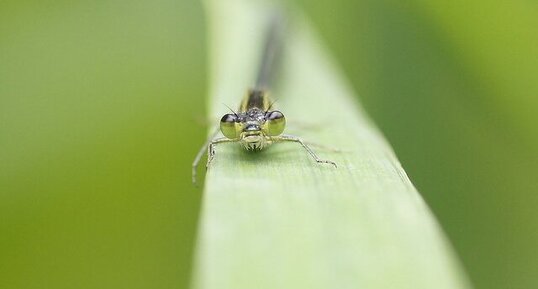 Agrion élégant - femelle