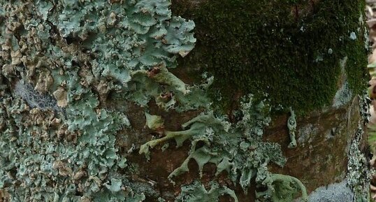 Lichen Flavoparmelia caperata