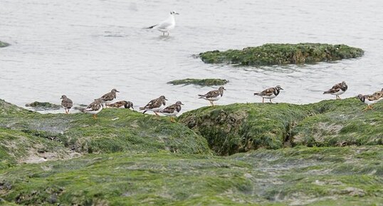 Tournepierres à collier