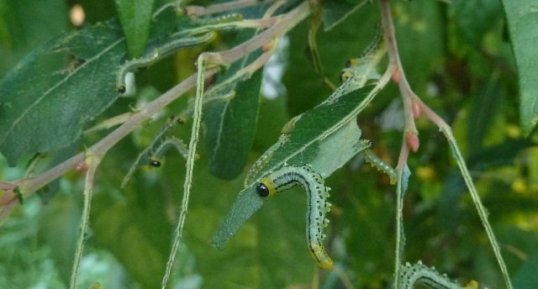 Fausses chenilles. Larves de Tenthrèdes