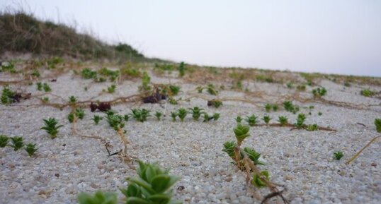 Pourpier de mer