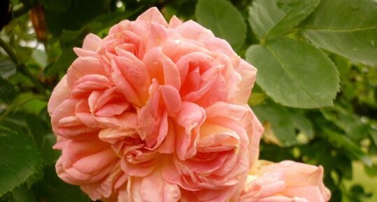 Rose "de l'alchimiste"