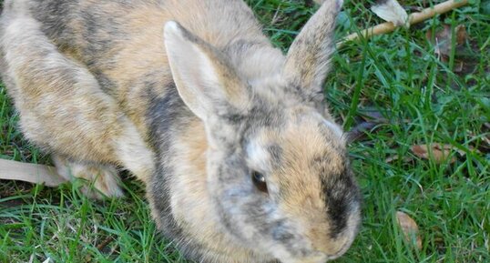 Lapin domestique, Oryctolagus cuniculus domesticus A.K.A. "Fiston"