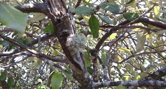 RamalinA Fastigiata