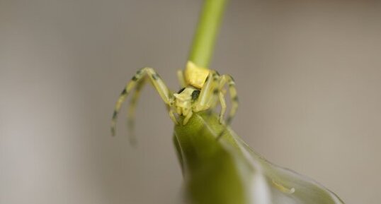 Ebrechtella tricuspidata - sous réserve