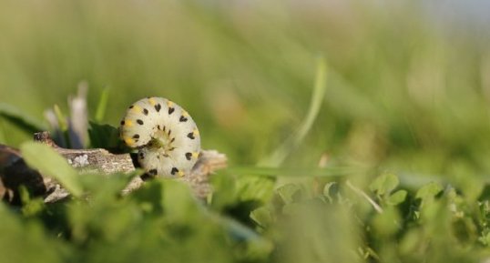 Fausse Chenille de Abia sericea ?