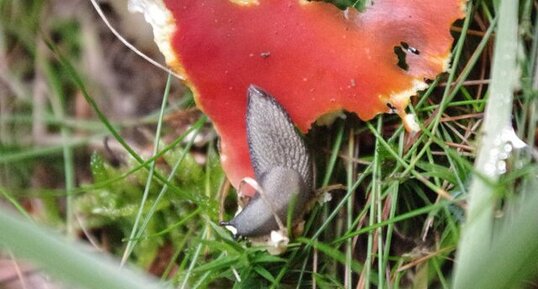 Limace dévorant une amanite tue-mouche