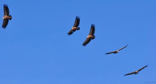 Vautours fauves - Gyps fulvus