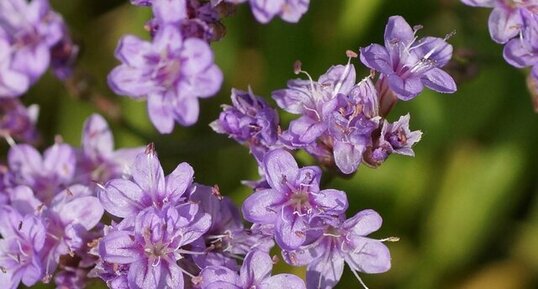 Fleurs de Saladelle