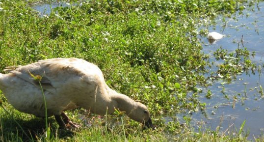 Canard blanc