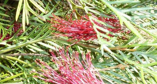 Grevillea 'Robin Hood'