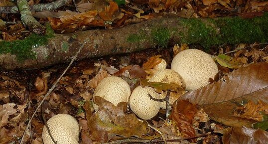 Champignons "vesse de loup"