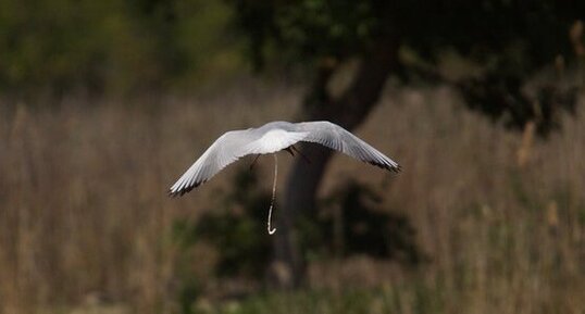 Mouette rieuse...