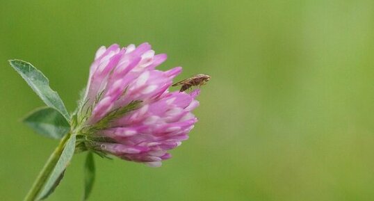 tetanocera sp - sous réserve