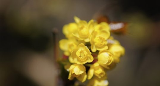 Fleur de mahonia