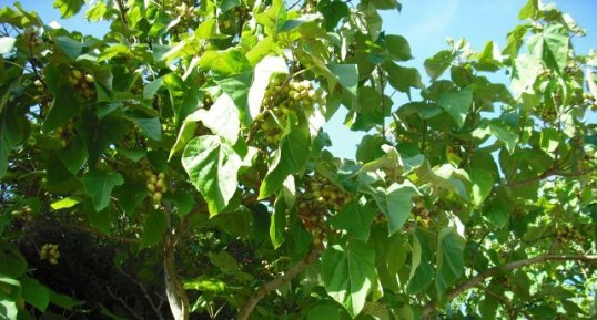 Paulownia