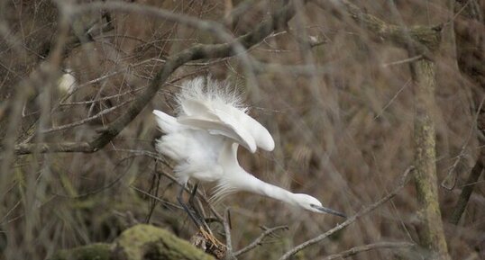 Aigrette garzette