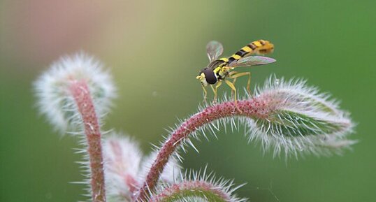 Syrphe (Sphaerophoria sp.)