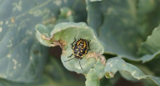 Eurydema ornata immature