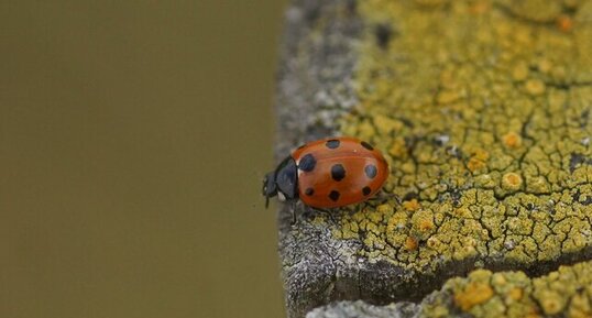 Coccinelle à 11 points