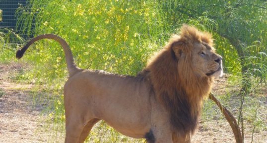 Lion de l'Atlas (Panthera leo leo)