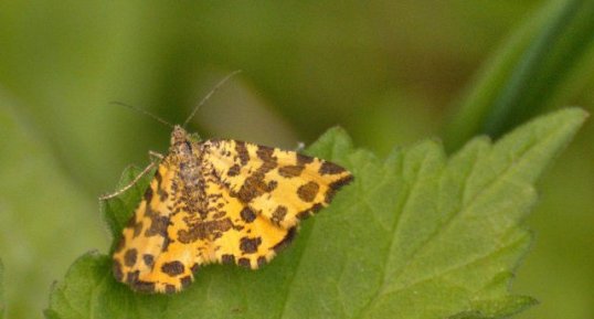 Panthère femelle - Pseudopanthera maculata